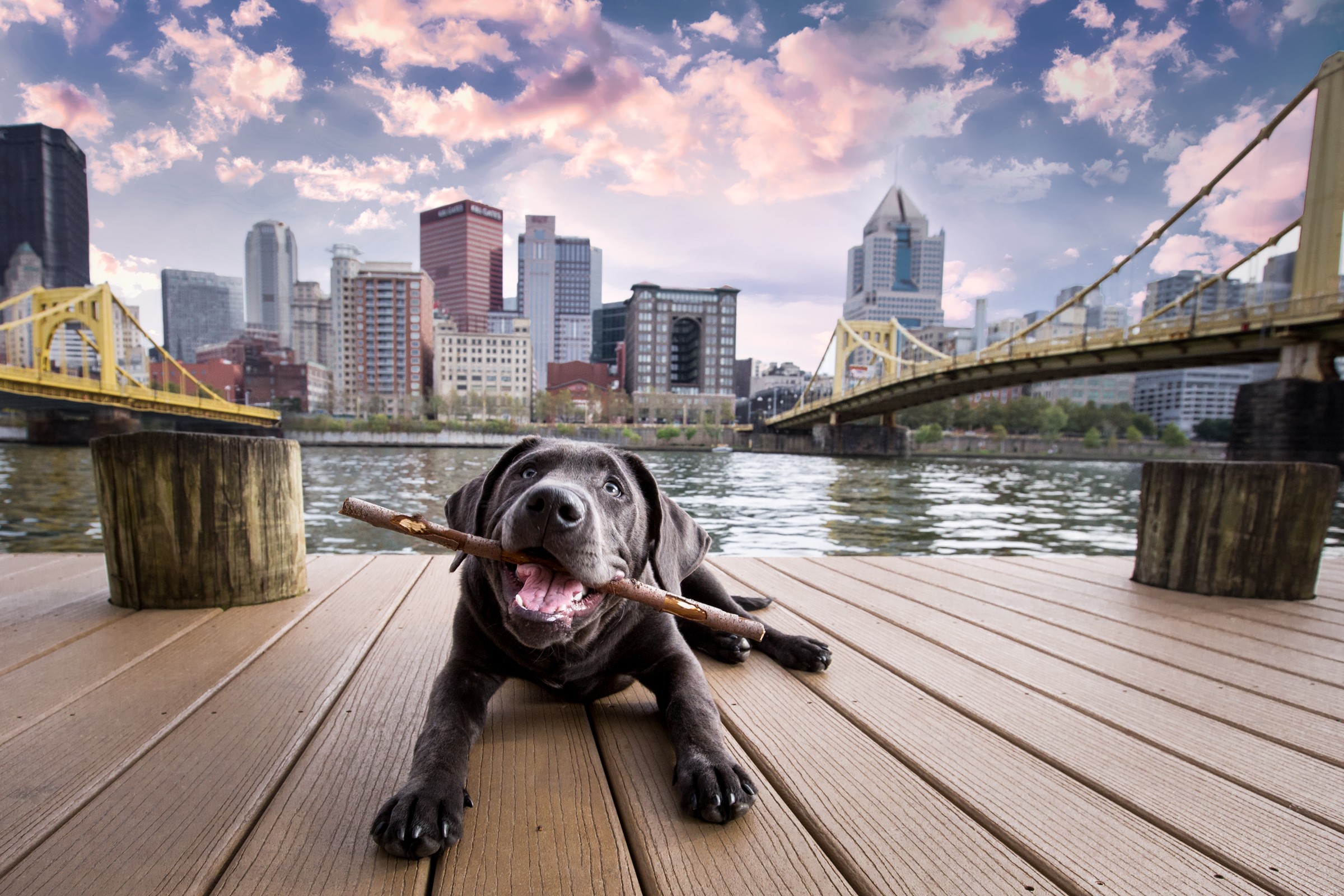 Black dog lying on wooden dock holding a stick in its mouth with city skyline and bridge in background