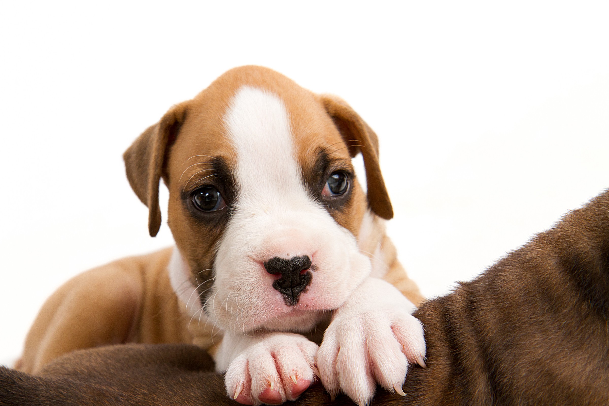 A puppy with a white and brown face resting its paw on another dog's back, against a white background.