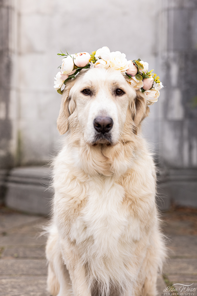 Golden retriever with a flower crown on its head, sitting outdoors against a concrete background.