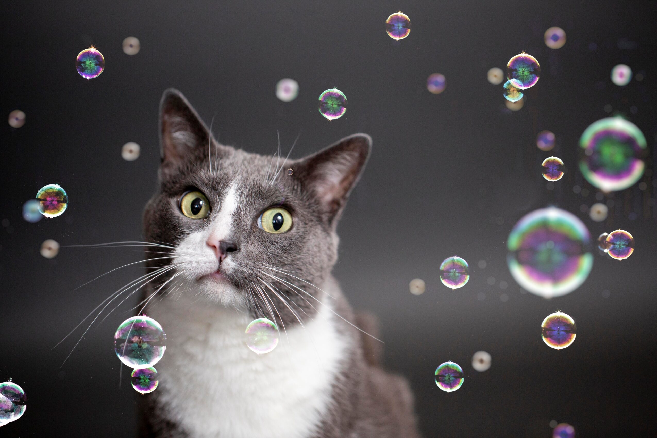Gray and white cat with yellow eyes surrounded by floating bubbles against a dark background.