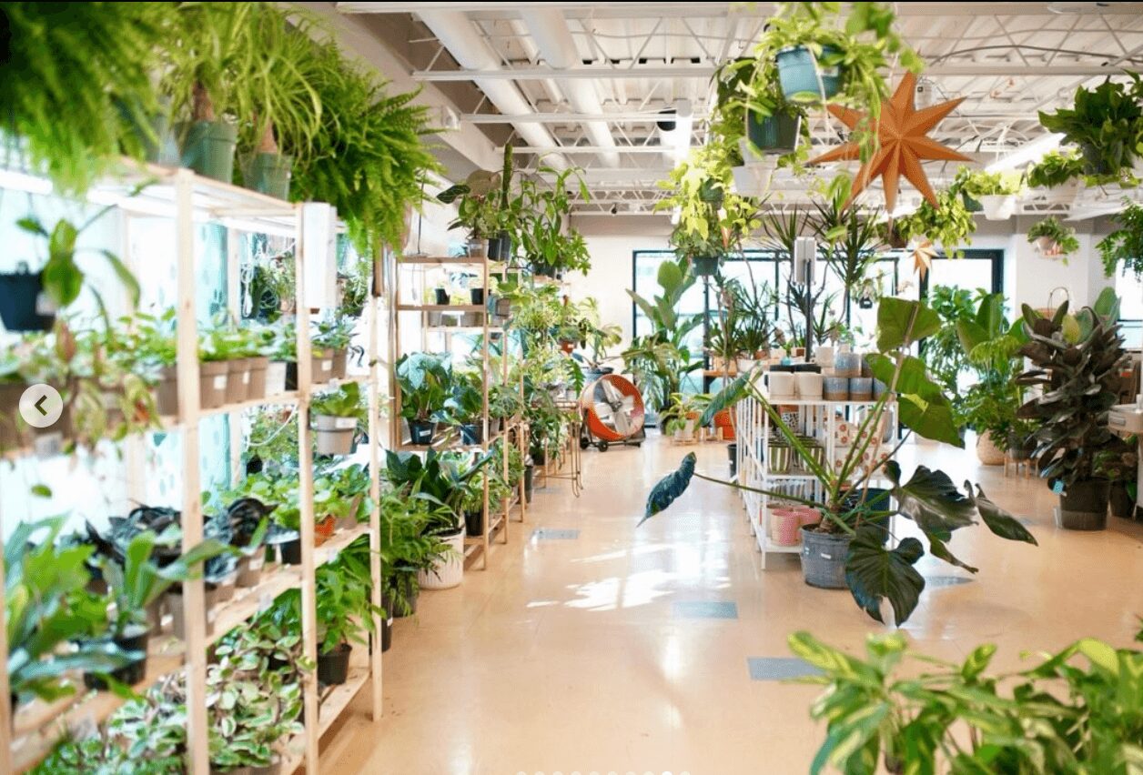 Indoor plant store with shelves filled with various potted plants and hanging greenery, bright and well-lit space.
