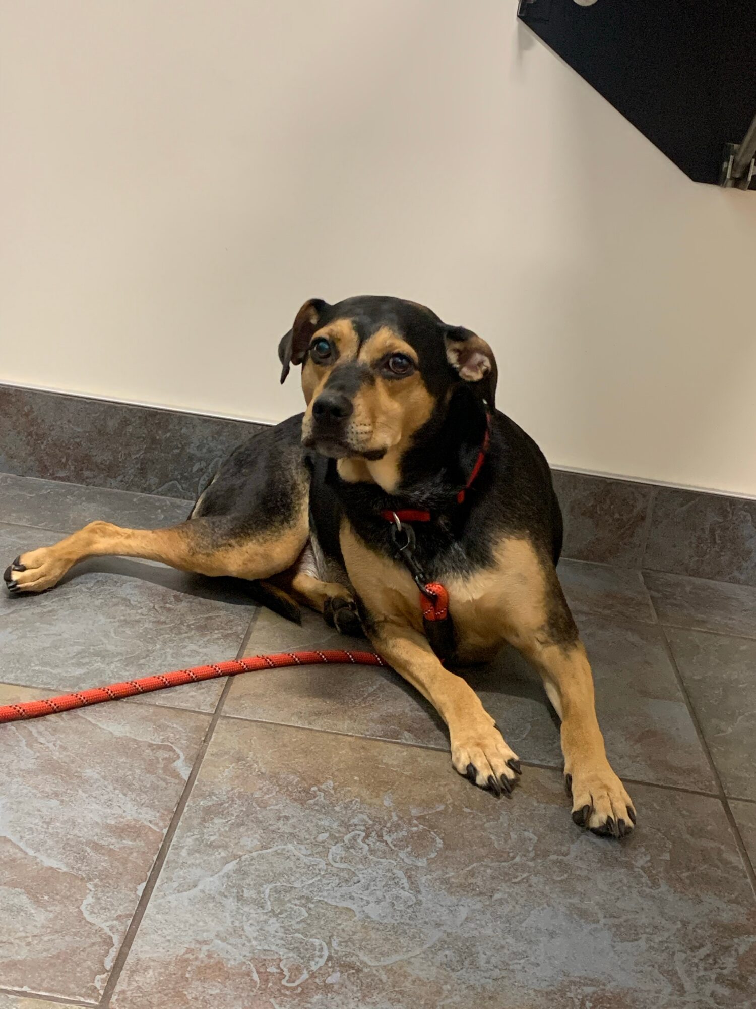 Dog lying on tiled floor, looking at camera, with a white wall and black object in background.
