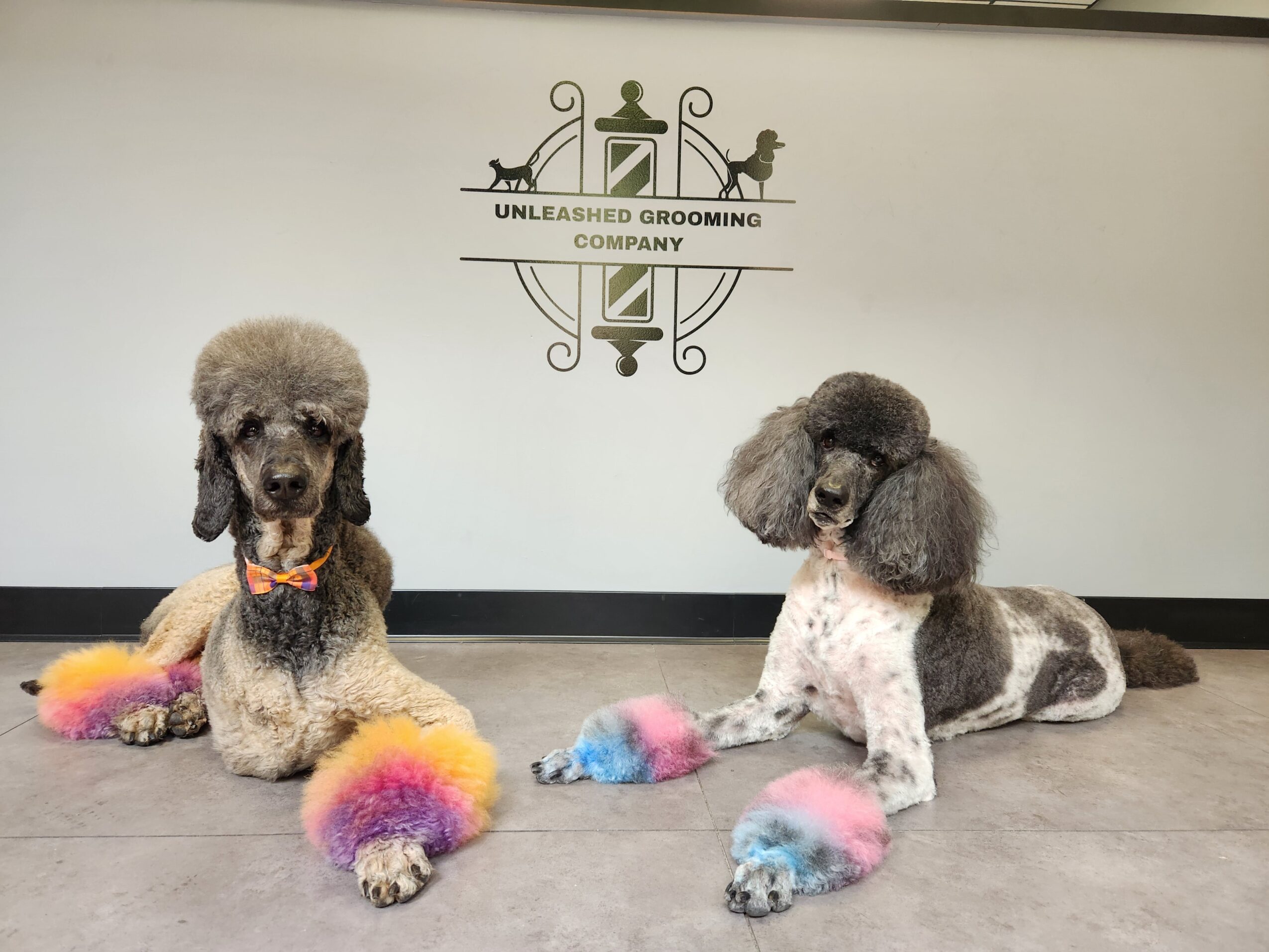 Two poodles with colorful paws lying on the floor in front of a grooming salon sign, one with a rainbow tail.