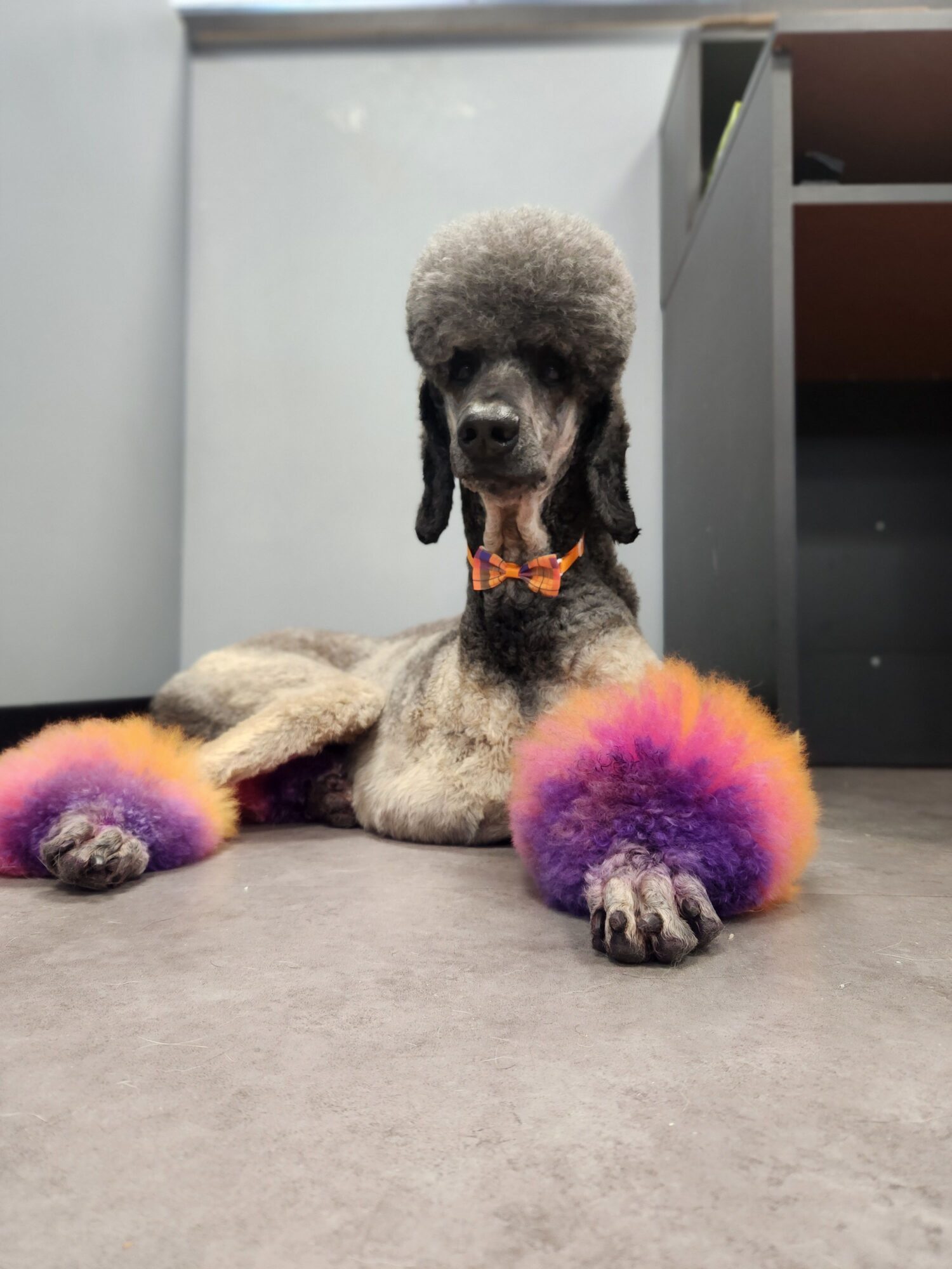 Standard poodle puppy with fluffy gray fur, sitting on a gray floor with colorful pom-poms, holding an orange toy in its mouth.