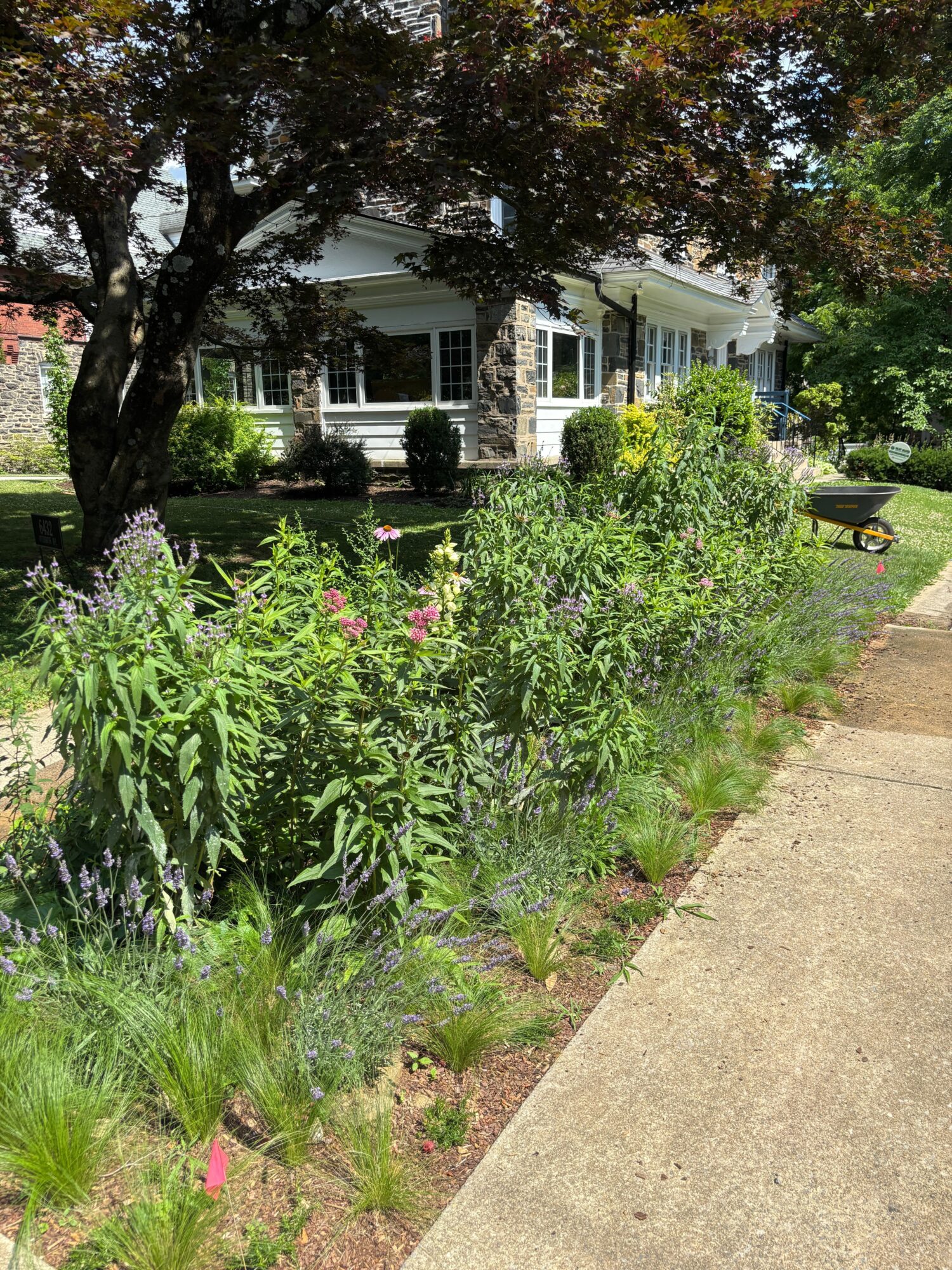 A garden with green plants, a tree, and a sidewalk in front of a house with a porch.