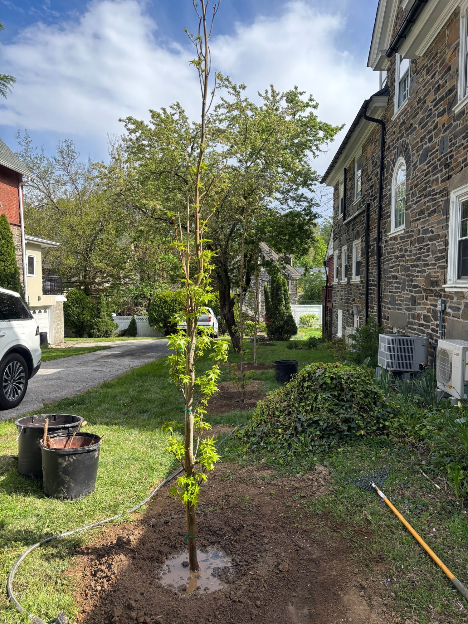 Young tree planted in a grassy area with a black container nearby, in front of a brick building with windows and a door.