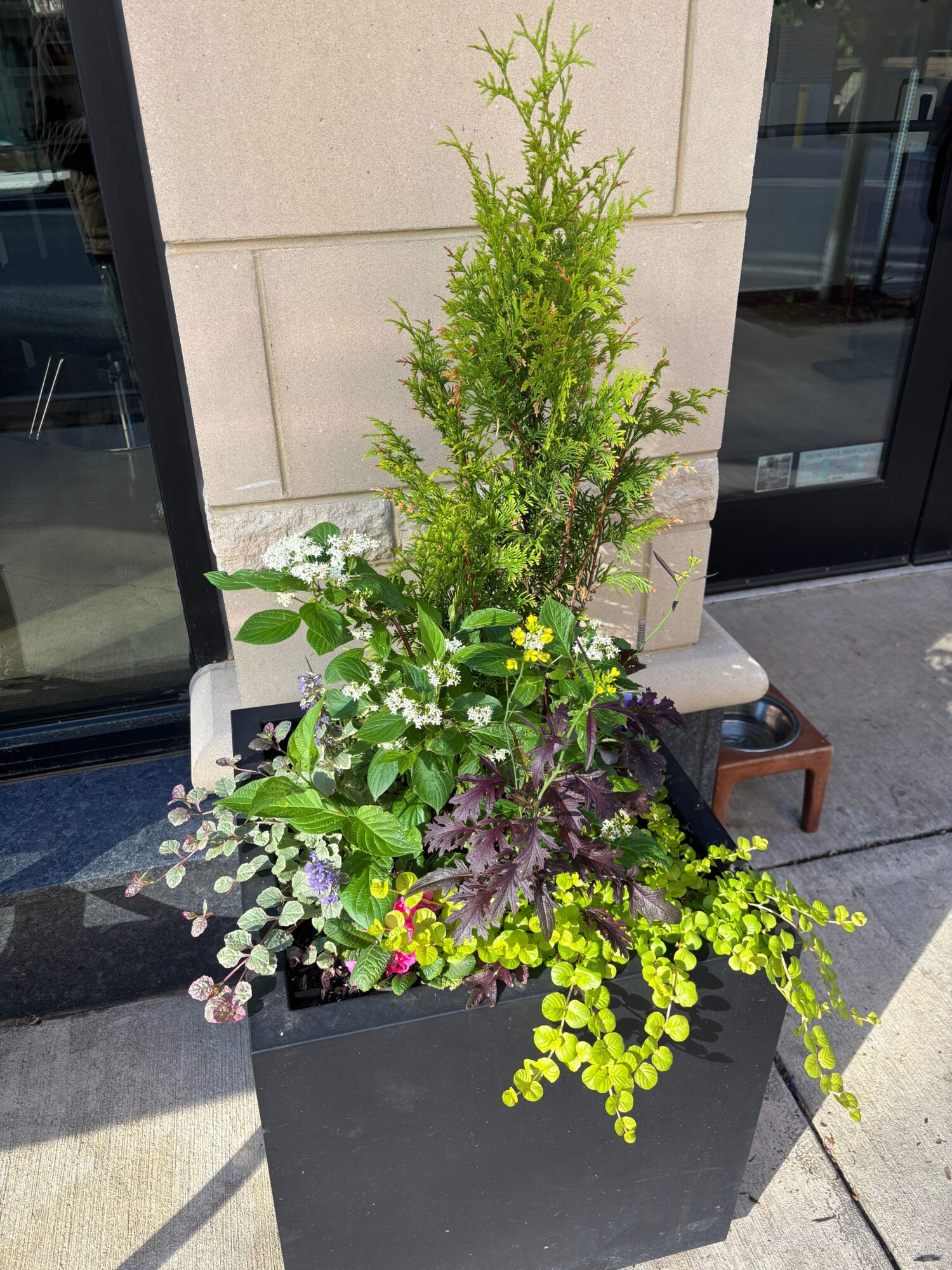 A large outdoor plant arrangement with green and purple foliage, placed on a black platform outside a building.
