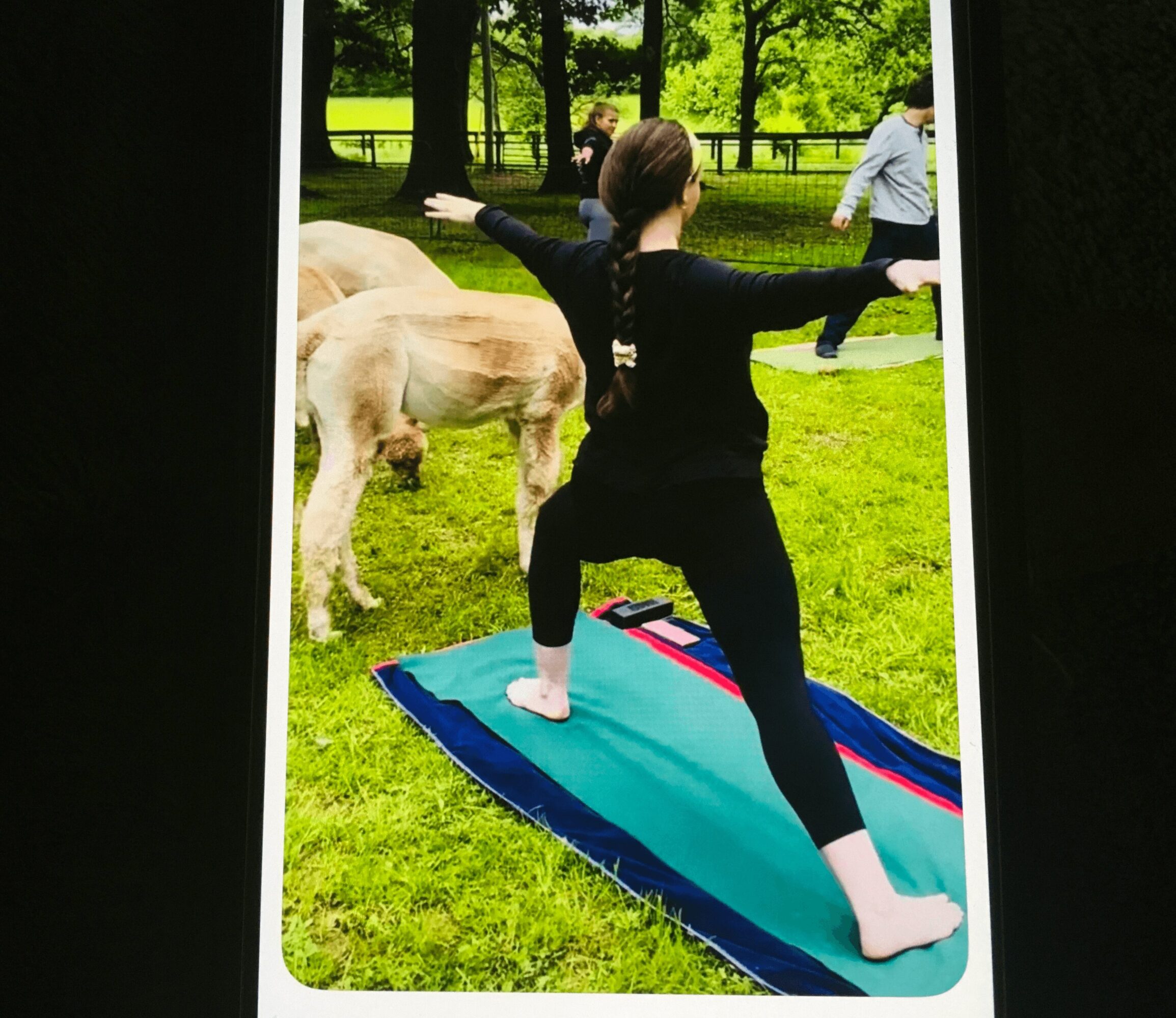 Person practicing yoga outdoors on a mat with cows and trees in the background.