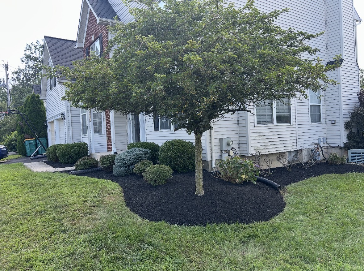 Front yard with a tree, bushes, and a house in the background, with freshly mulched garden bed.