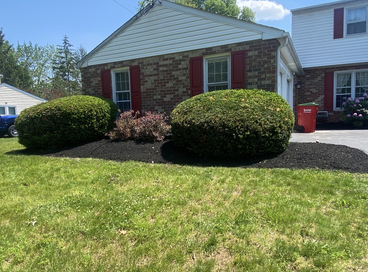 Front yard with two large bushes, a brick house with red shutters, and a lawn, under a blue sky.