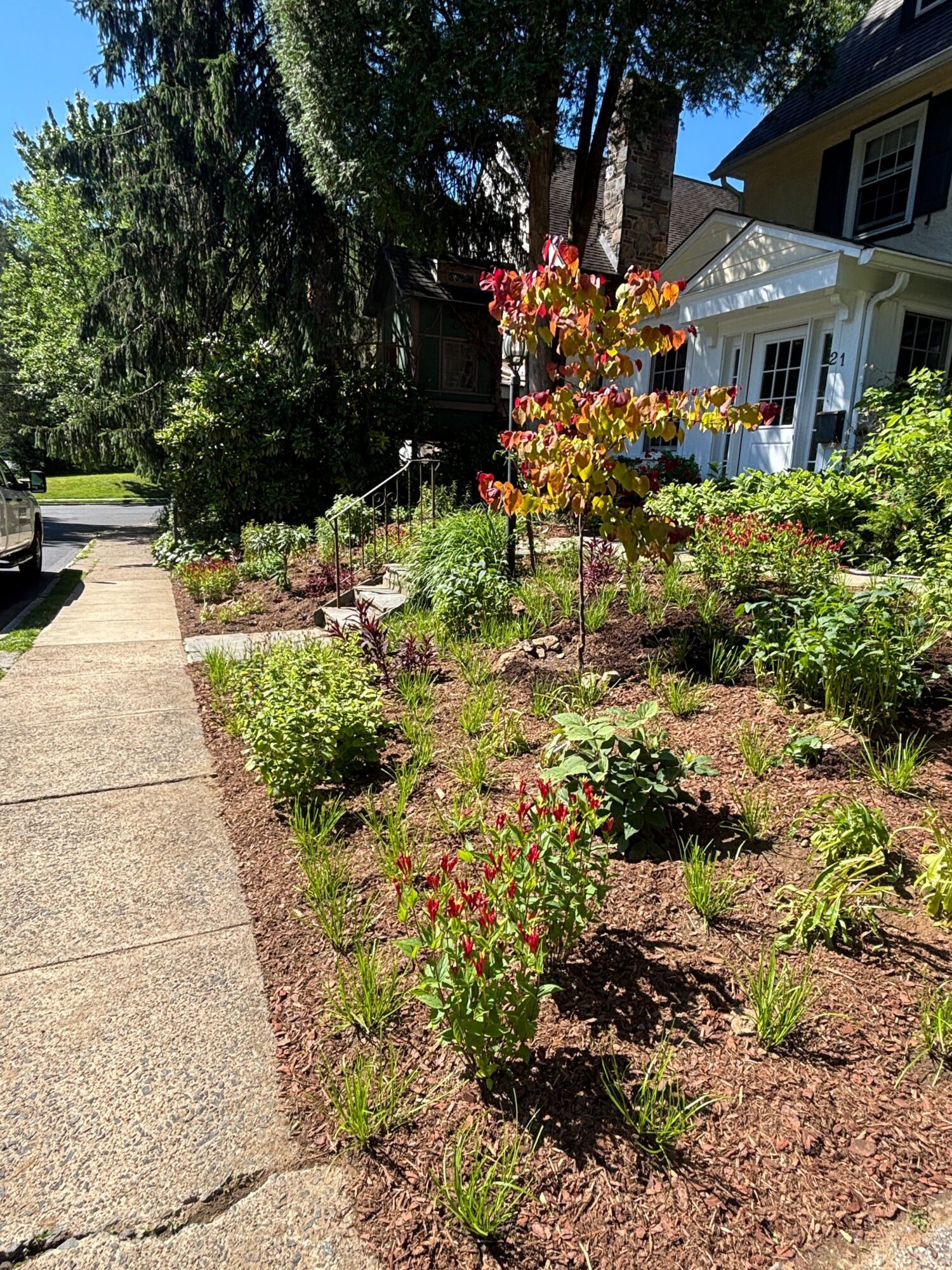 Garden with colorful flowering plants, trees, and a sidewalk, with a house in the background.