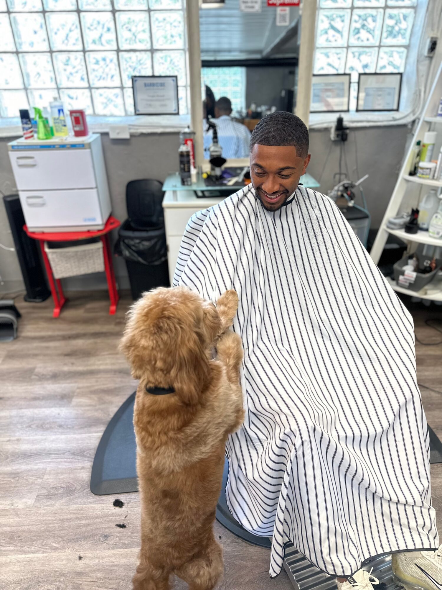 A man in a striped barber cape smiling at a small dog in a salon, with shelves and windows in the background.