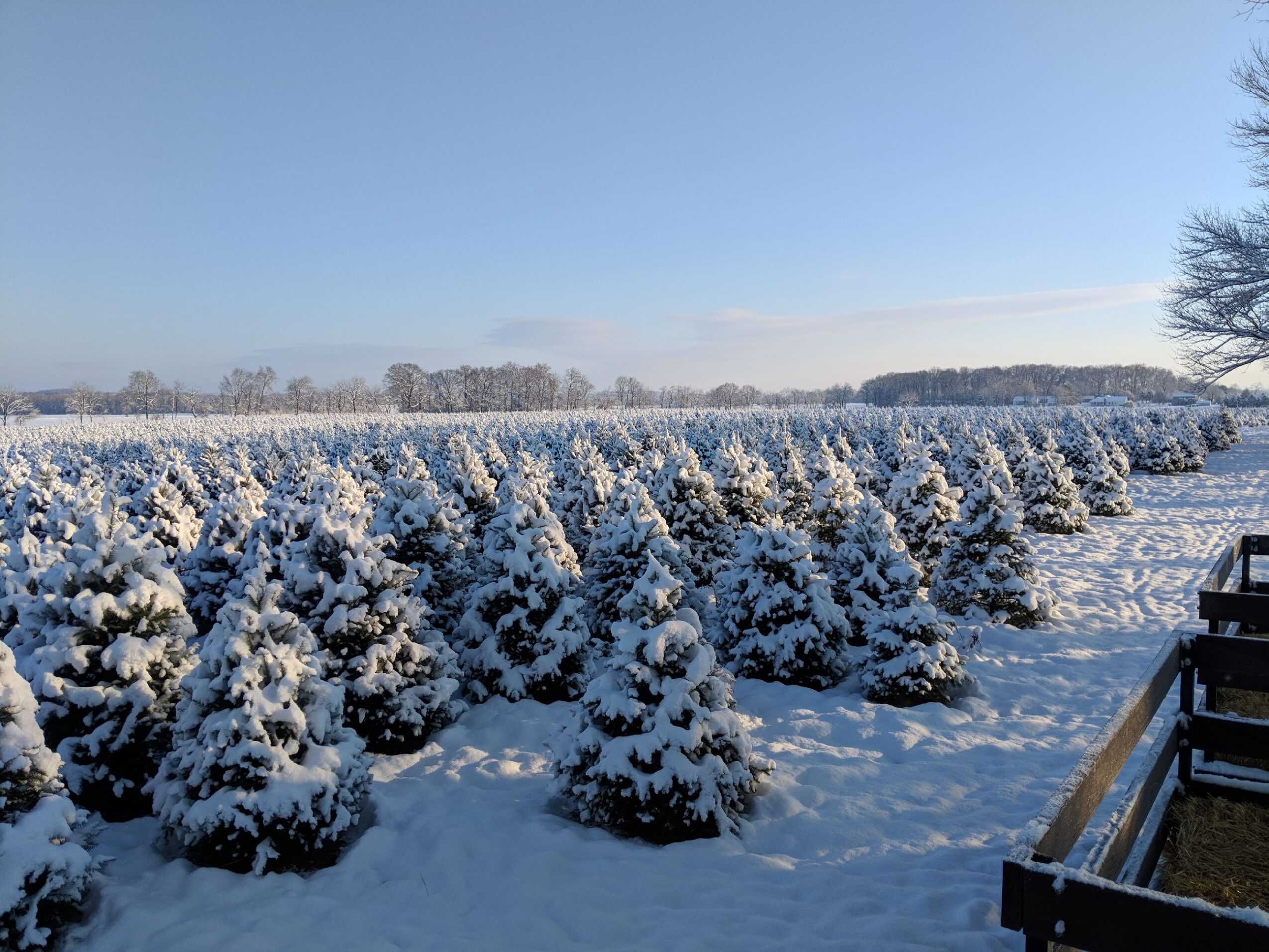 Snow-covered bushes in a field with a clear blue sky and distant trees, winter landscape, sunlight, and shadows, 20 words.