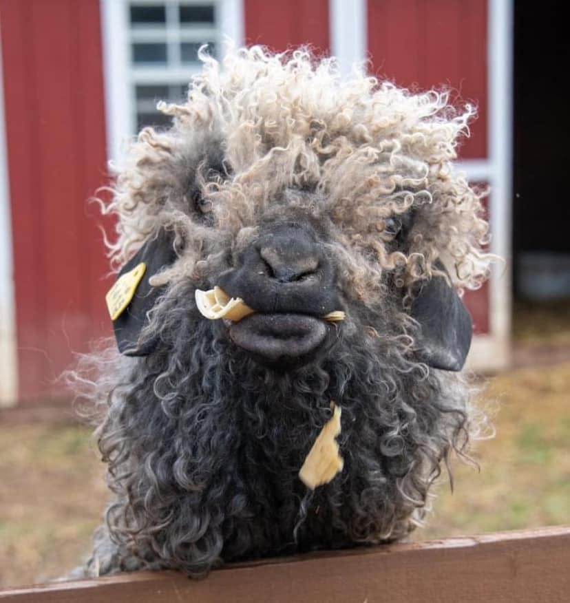 Close-up of a curly-haired sheep with a piece of food in its mouth, outdoors with a red building in the background.