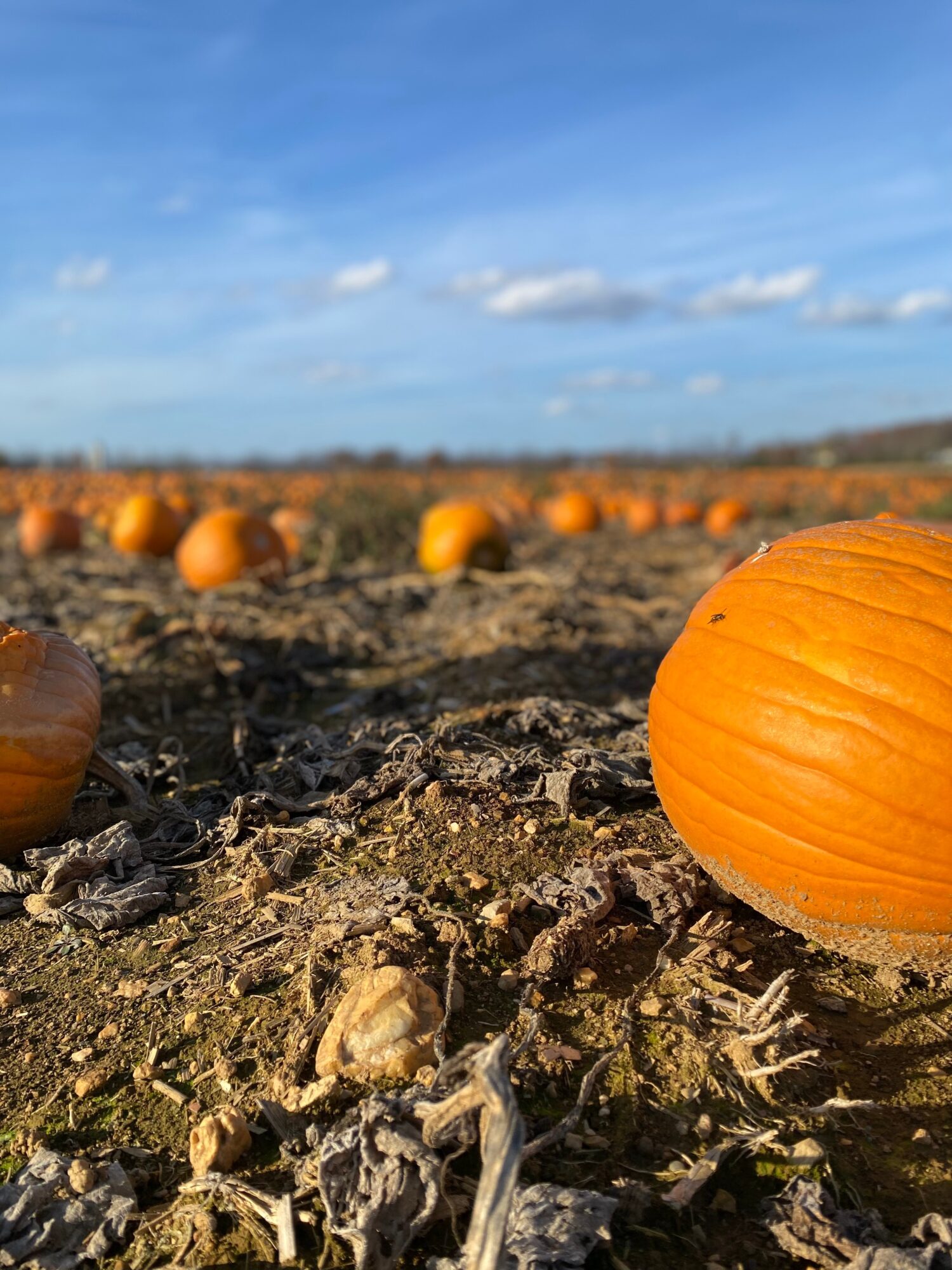 Pumpkins on a field with a blue sky and clouds, close-up of a large pumpkin in the foreground.