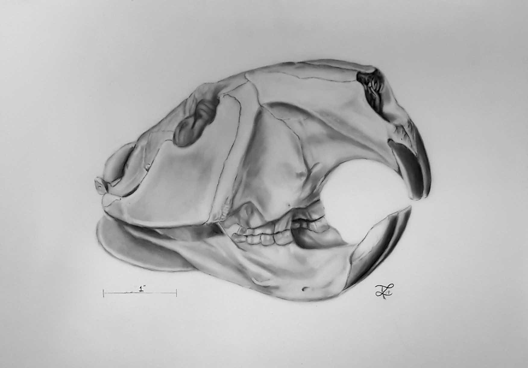 Detailed sketch of an animal skull viewed from the side, showing teeth and bone structure.