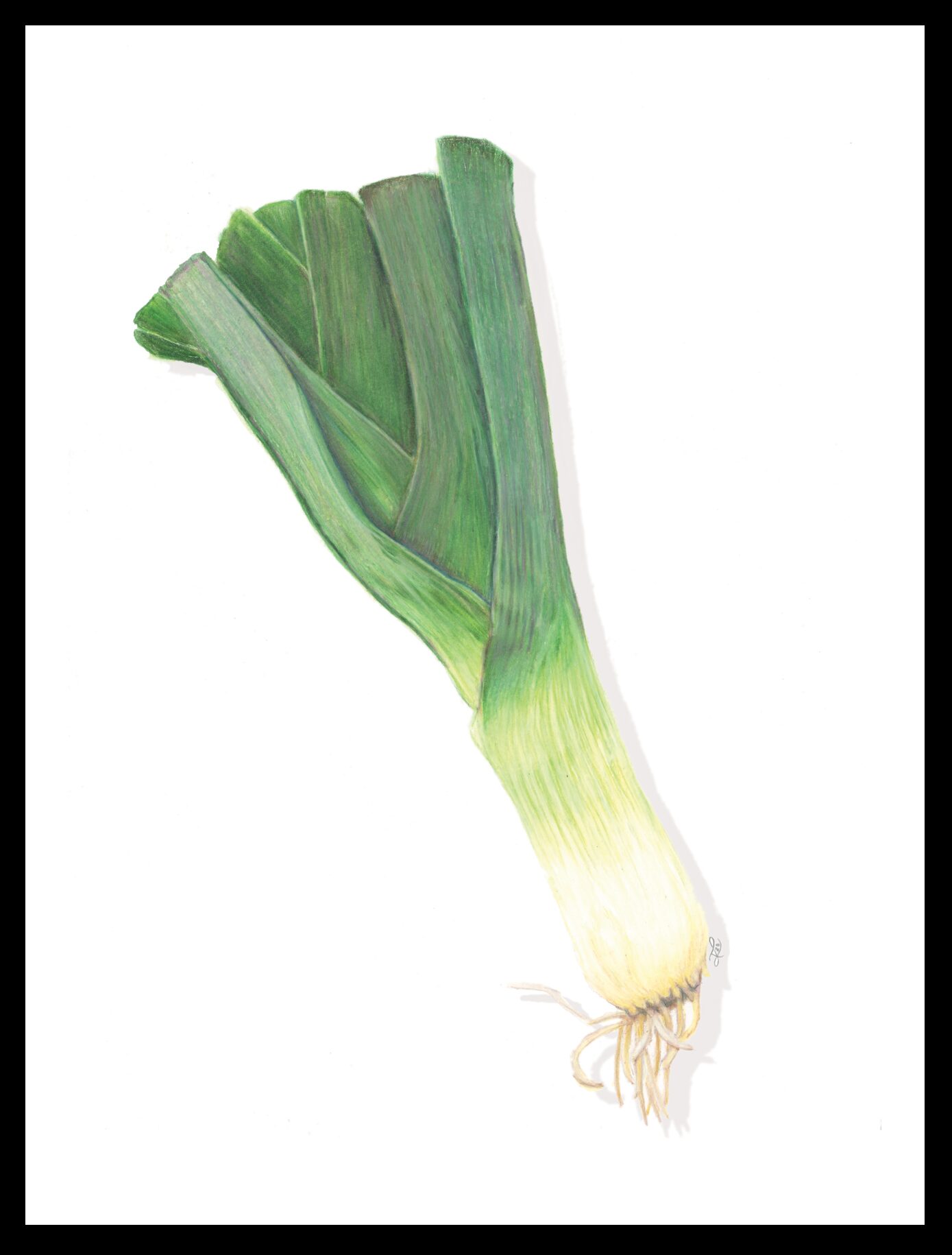 Fresh green leek with white base and roots, isolated on white background.
