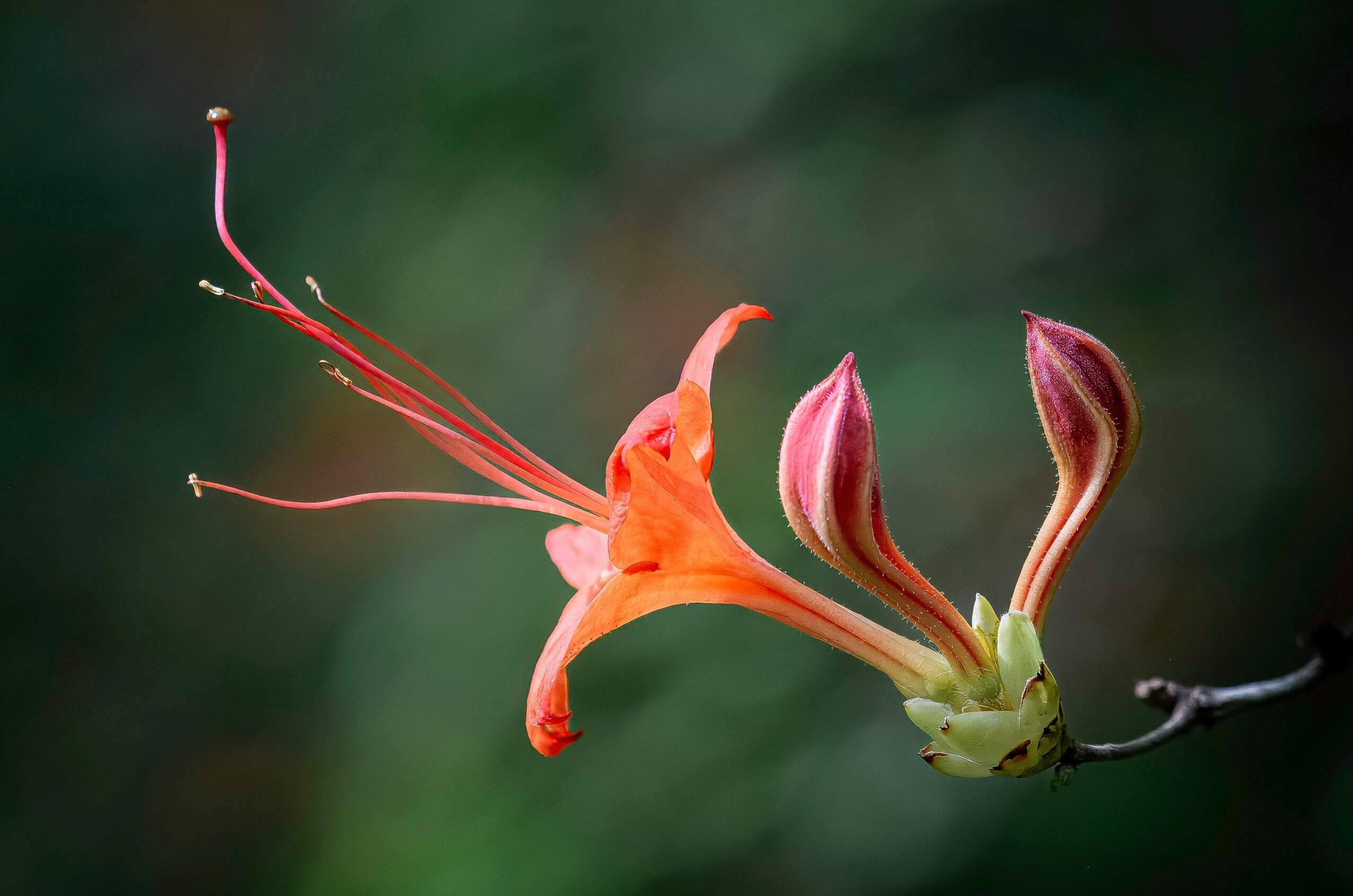 Close-up of an orange flower with long stamens and pink buds against a green background.