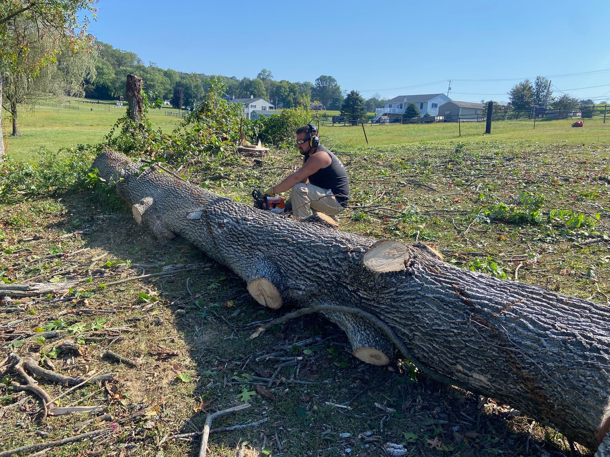 Person cutting a large fallen tree in a field with grass and trees in the background, clear sky, and distant buildings.