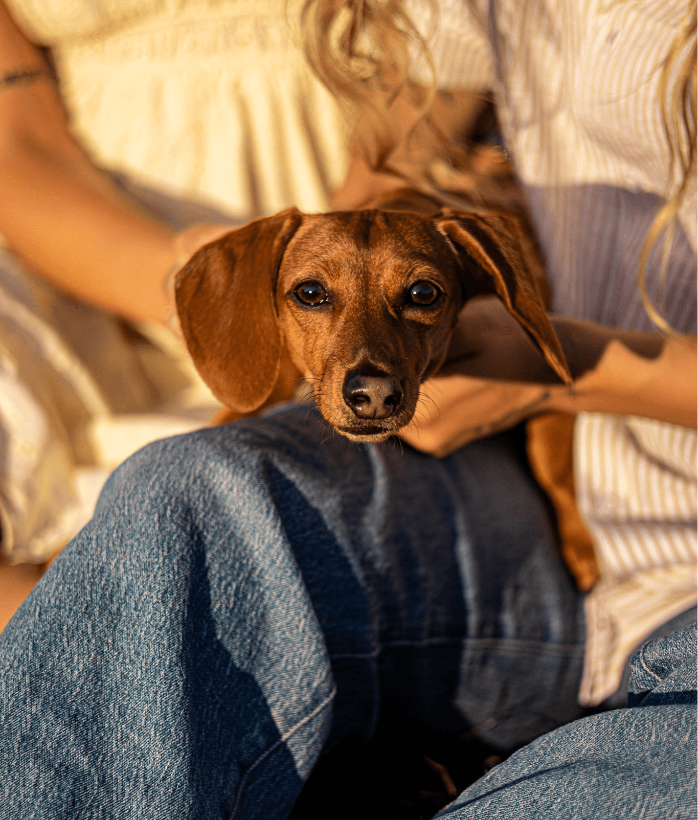Person holding a small brown dog with floppy ears, sitting on their lap, in a cozy indoor setting.