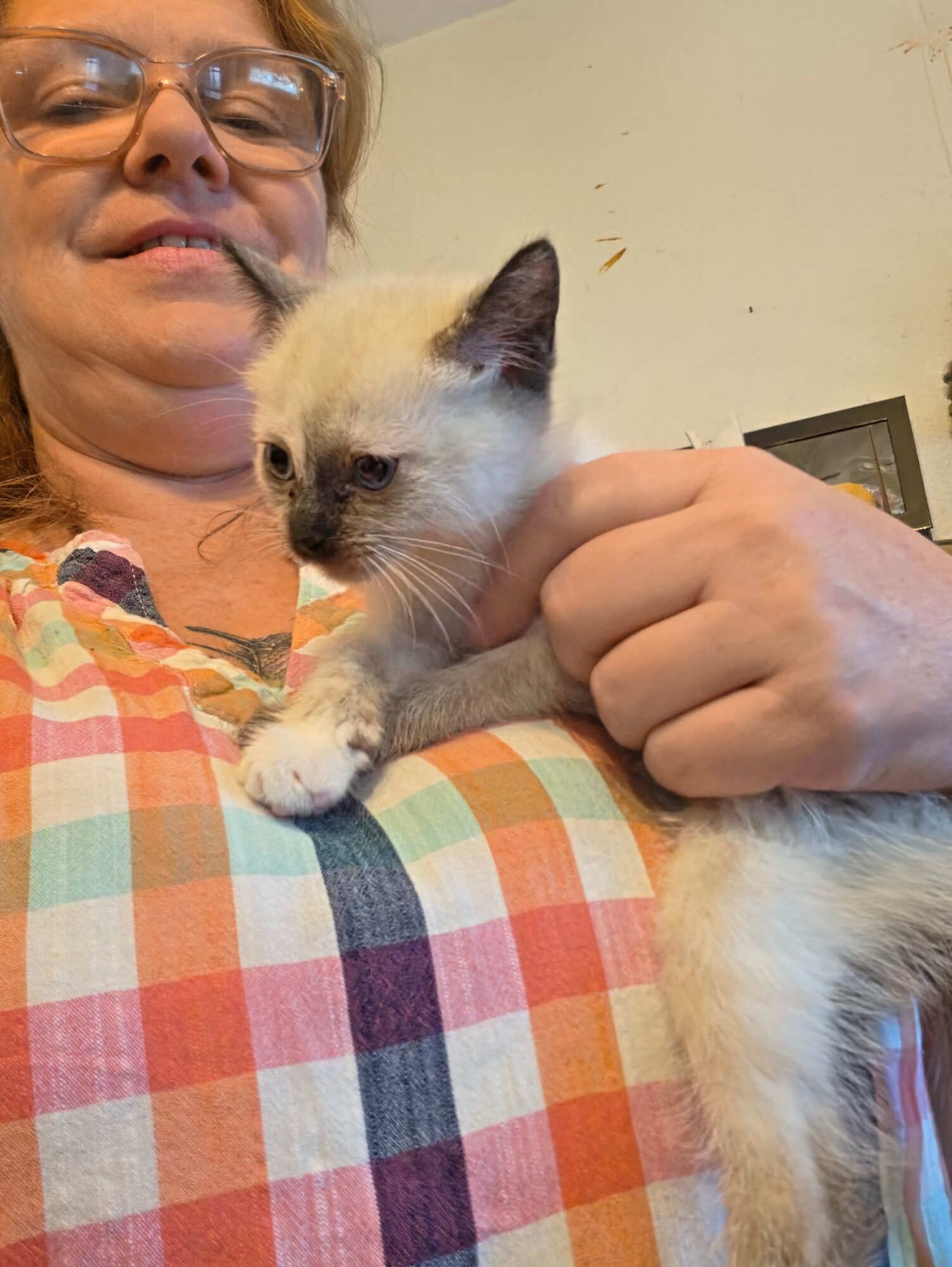 Person holding a small, light-colored kitten with dark ears and nose, indoors, with a plain wall background.