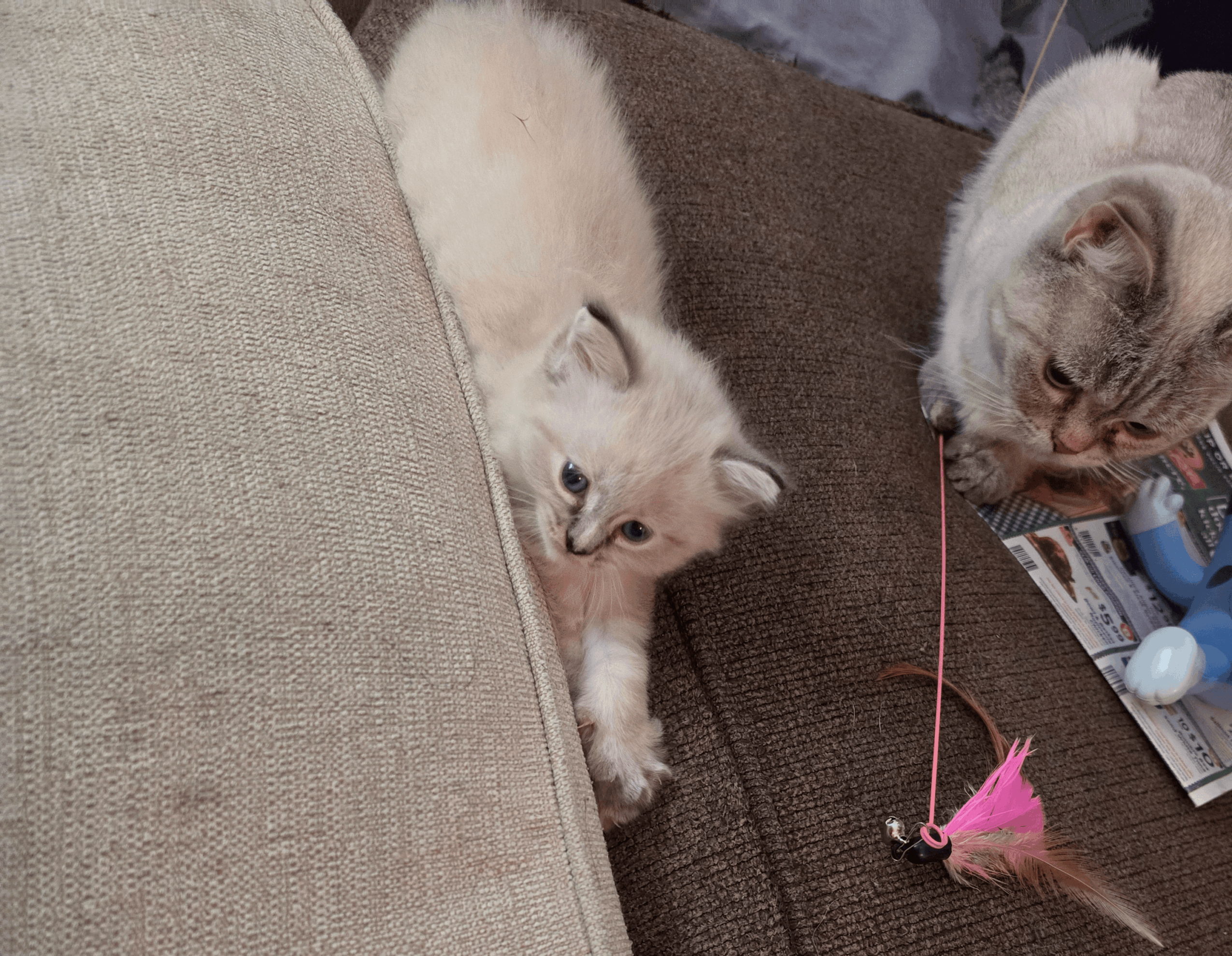 A kitten peeks out from behind a sofa cushion, with a cat nearby on a brown carpet, playing with a pink toy.