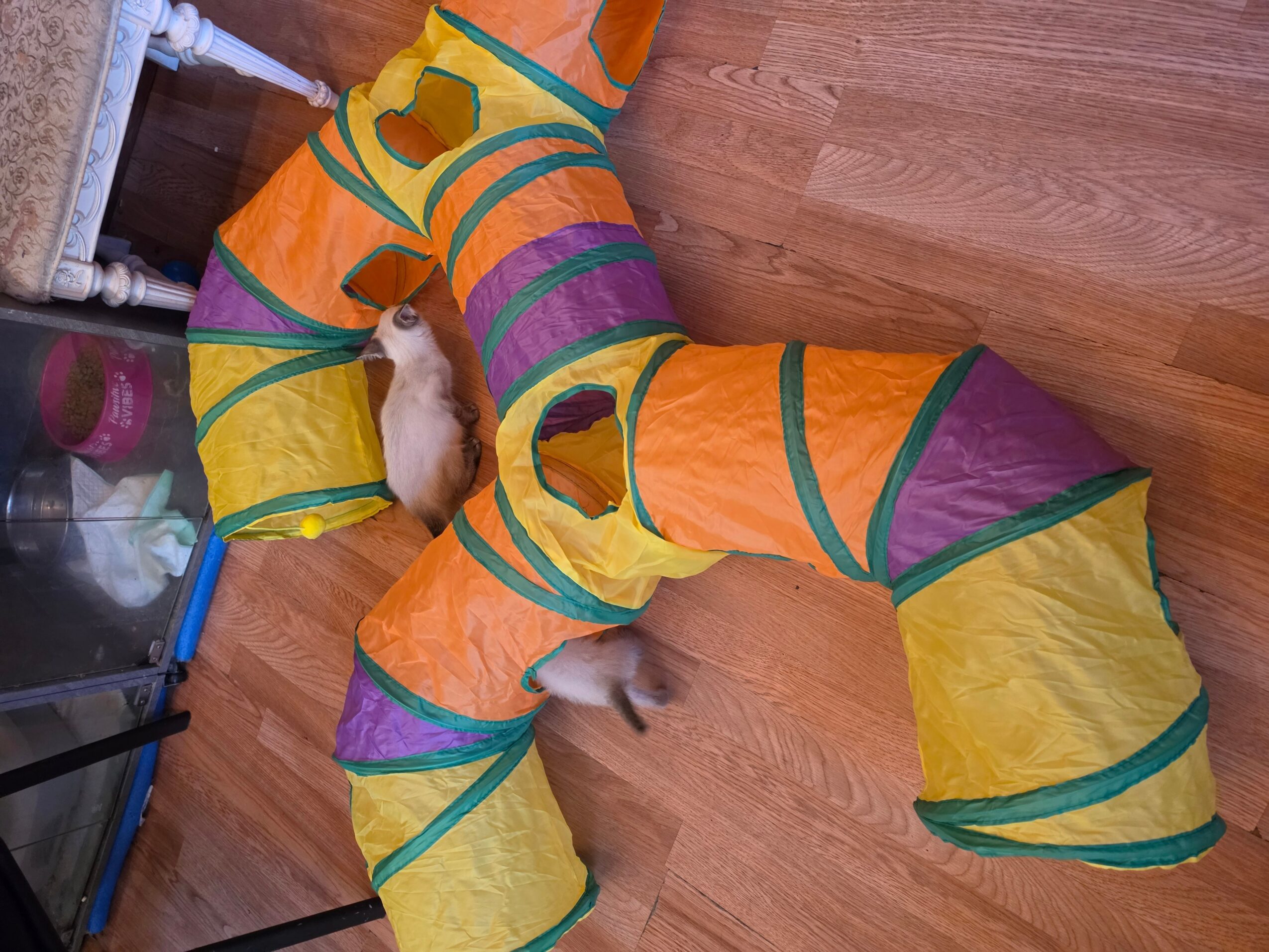 Colorful fabric tunnel on wooden floor, with a small dog partially visible inside, and furniture nearby.
