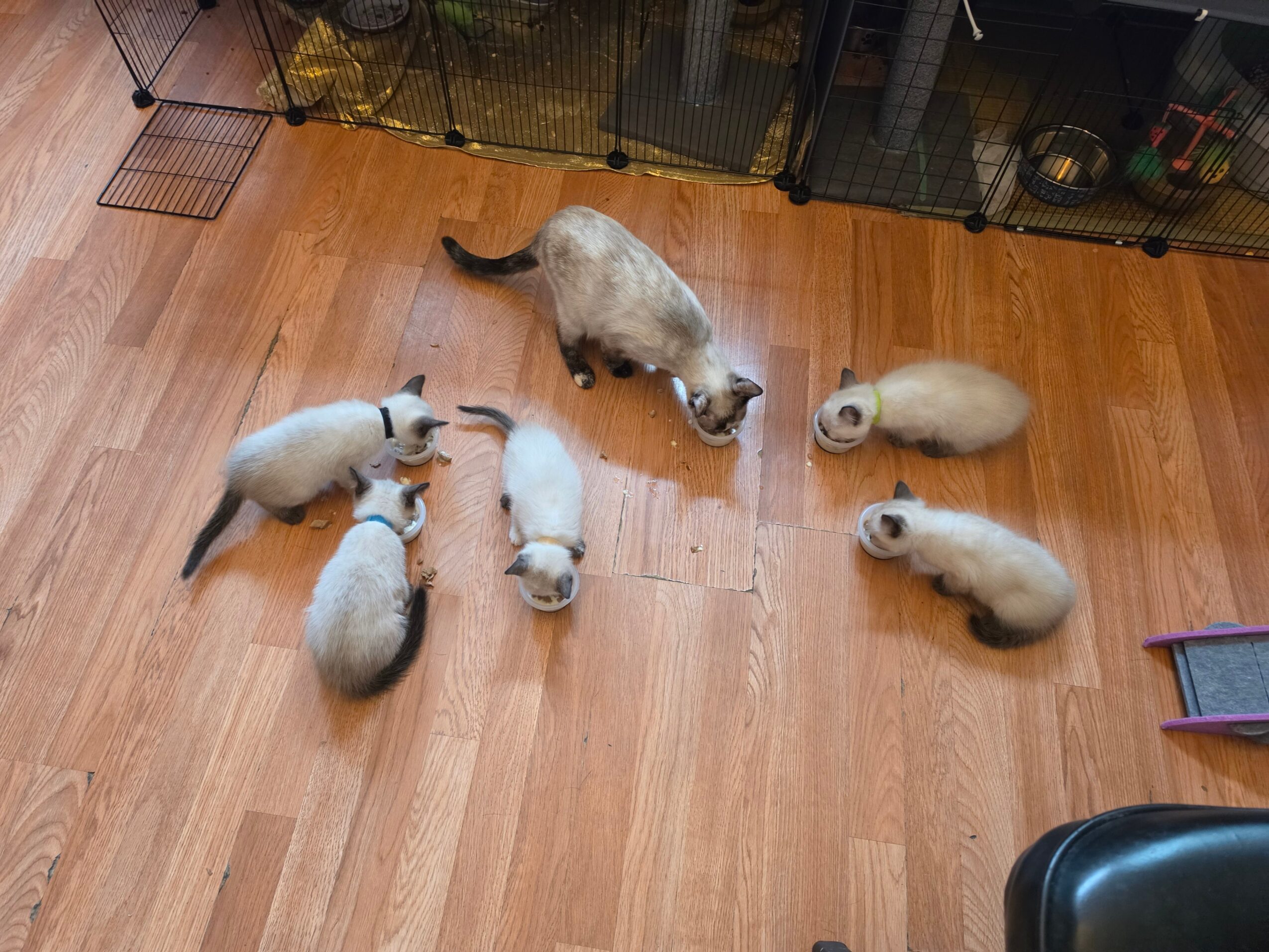 Six ferrets on a wooden floor, some near a cage, with one in the center and others around it.