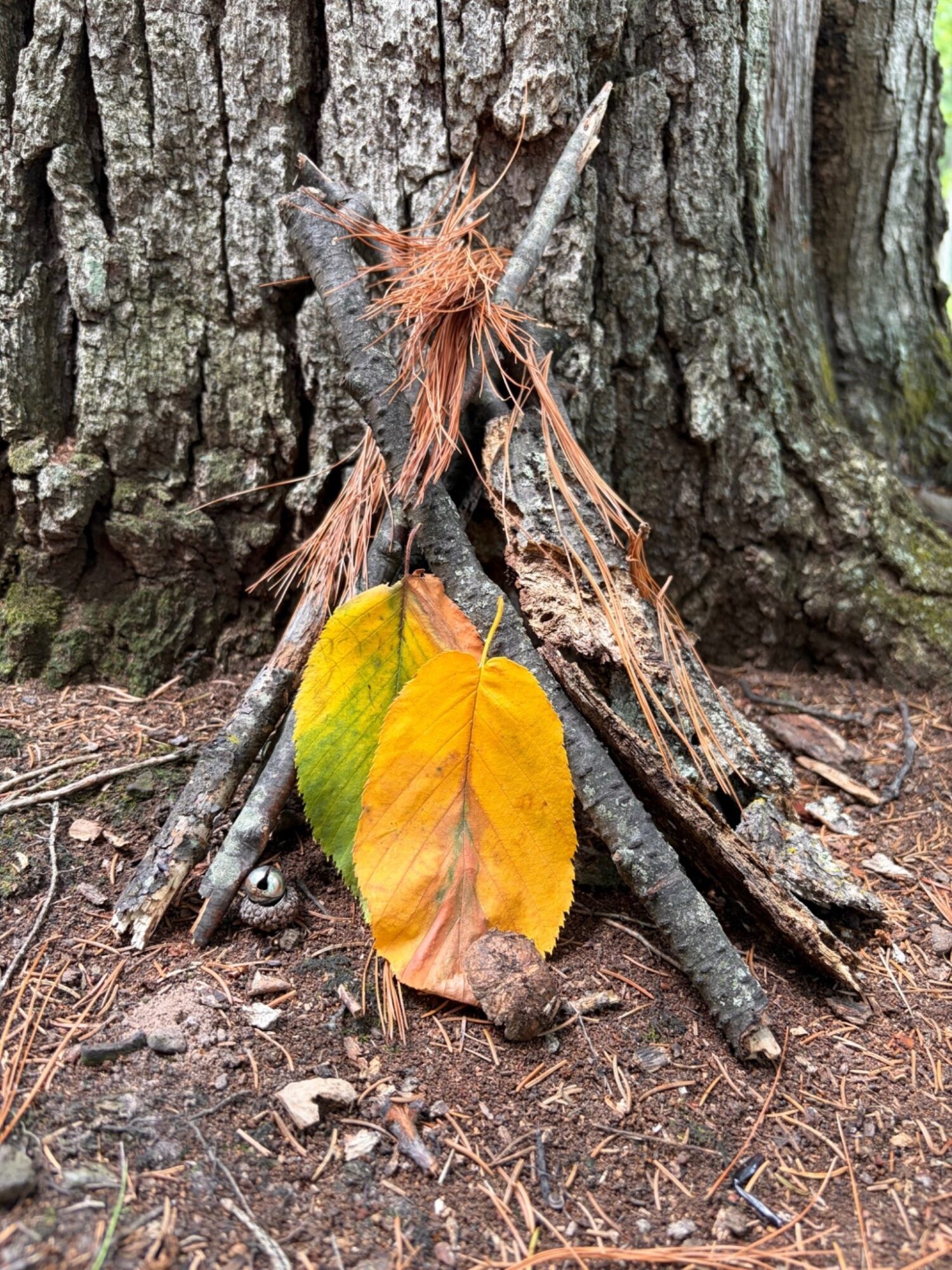 Three yellow and green leaves leaning against a small pile of sticks and twigs in front of a tree trunk.