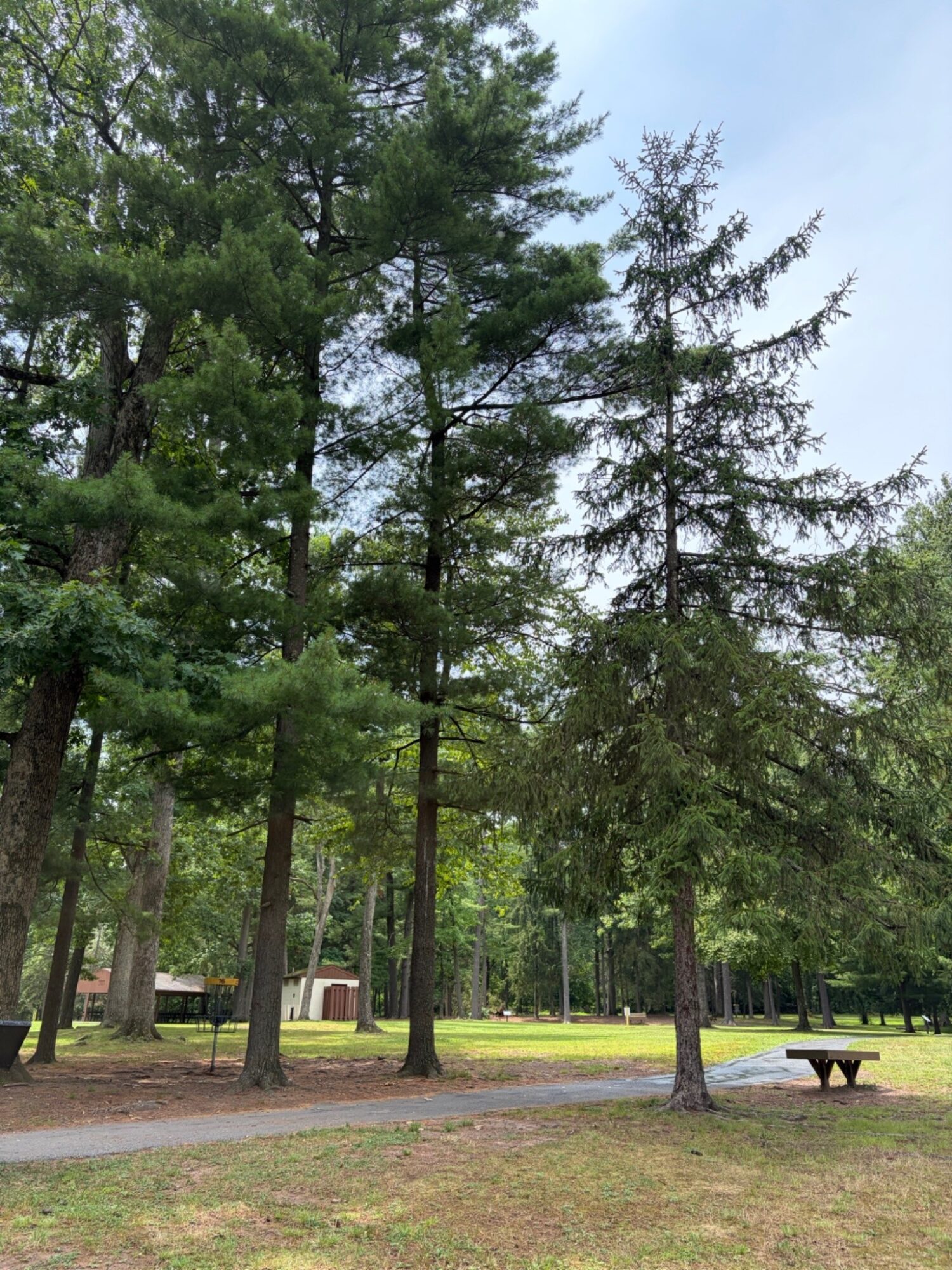 Tall trees in a park with a bench and a pathway, under a partly cloudy sky.