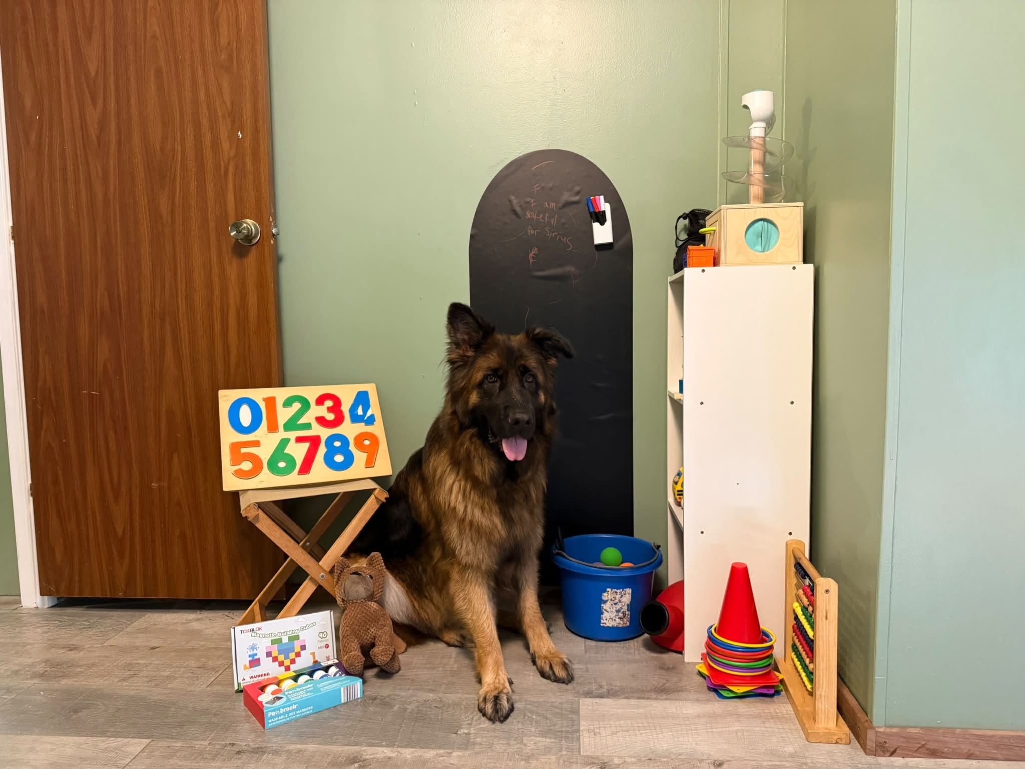 Dog sitting indoors near a black chalkboard, with colorful toys, cones, and a blue bucket nearby, against green and brown walls.