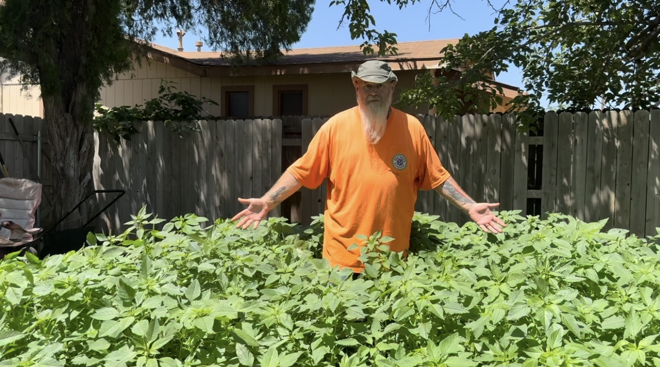 Person wearing an orange shirt and cap standing in a garden with green plants, arms outstretched, backyard setting.